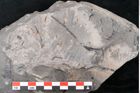 Foto (Detailansicht) von Pterophyllum longifolium Br. (NHMW-GEO-2024-0188-10628)